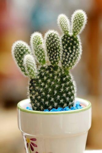 自宅でのサボテン(Cactaceae)のお手入れ方法、水やり、肥料のやり方、害虫や病気の予防