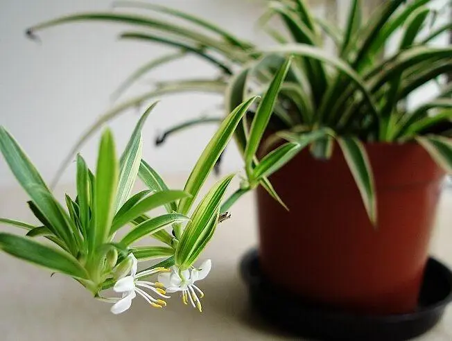 Come prendersi cura di Pianta ragno(Chlorophytum comosum) in casa, incluso l'irrigazione, la fertilizzazione e la prevenzione di parassiti e malattie