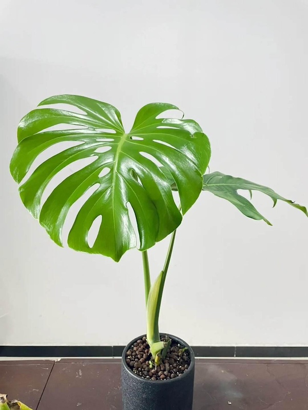 How to Care for Swiss Cheese Plant(Monstera deliciosa) at Home including watering, fertilizing, and preventing pests and diseases